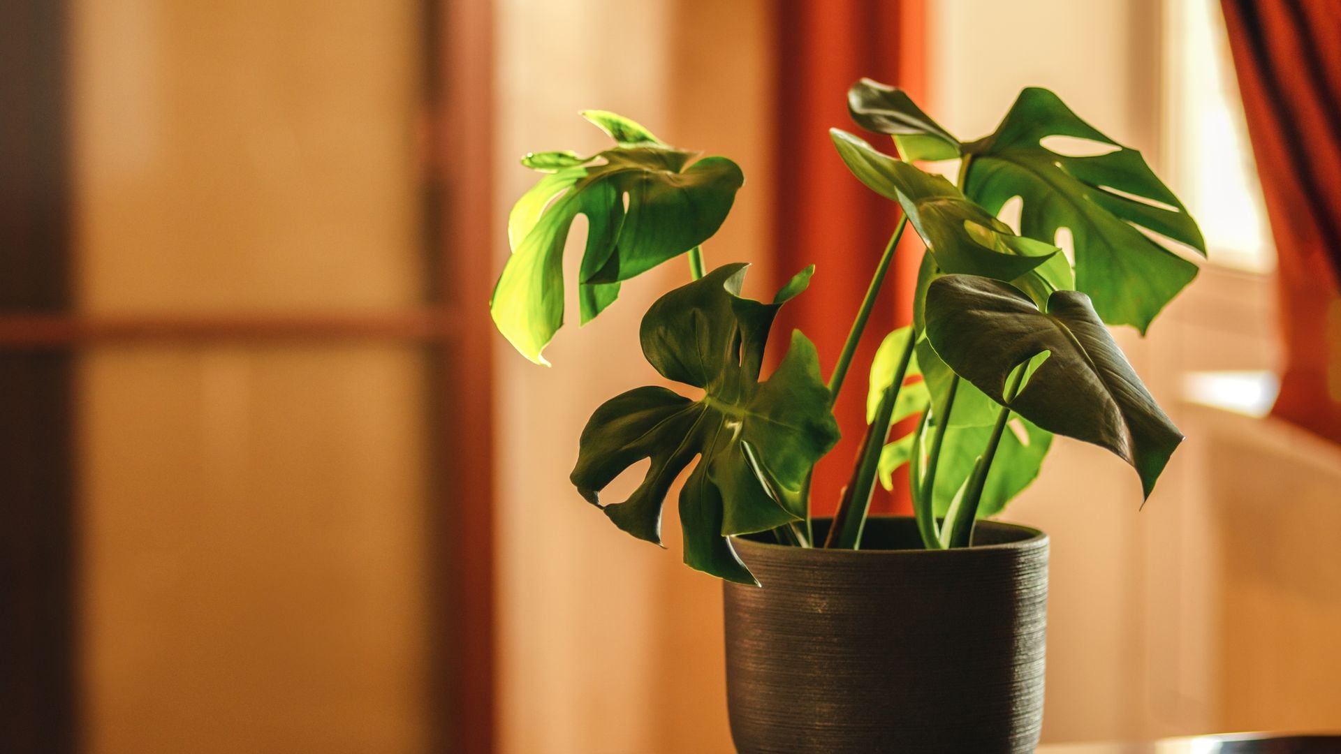 8 Indoor plants that multiply easily and grow fast