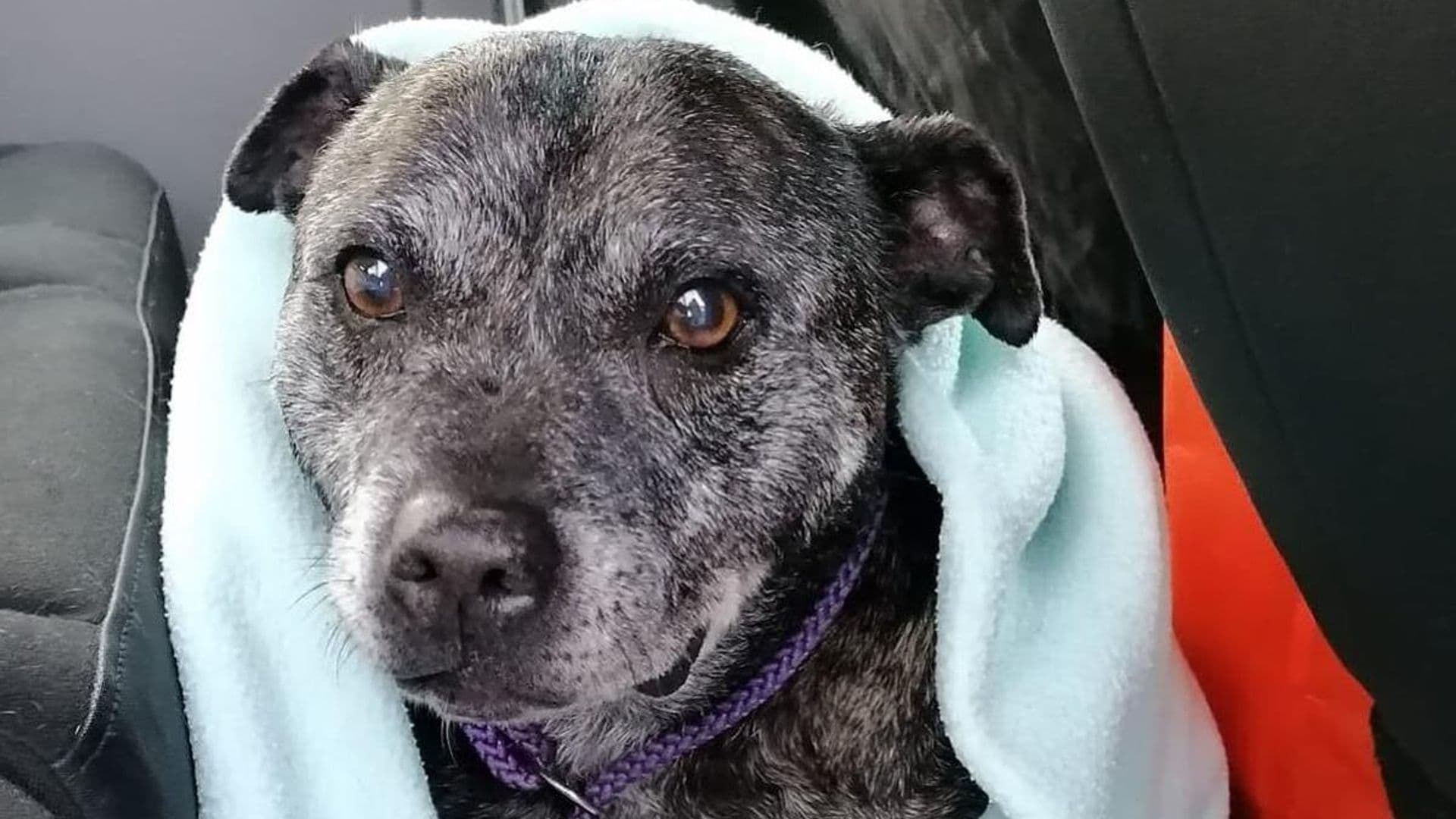 Pet of the week: Meet Roxanne, the rescue dog improving her health by swimming