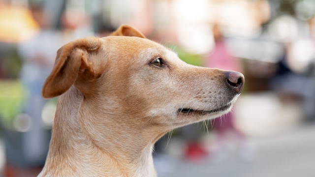 This dog was thought to be blind — He was just ignoring his owners