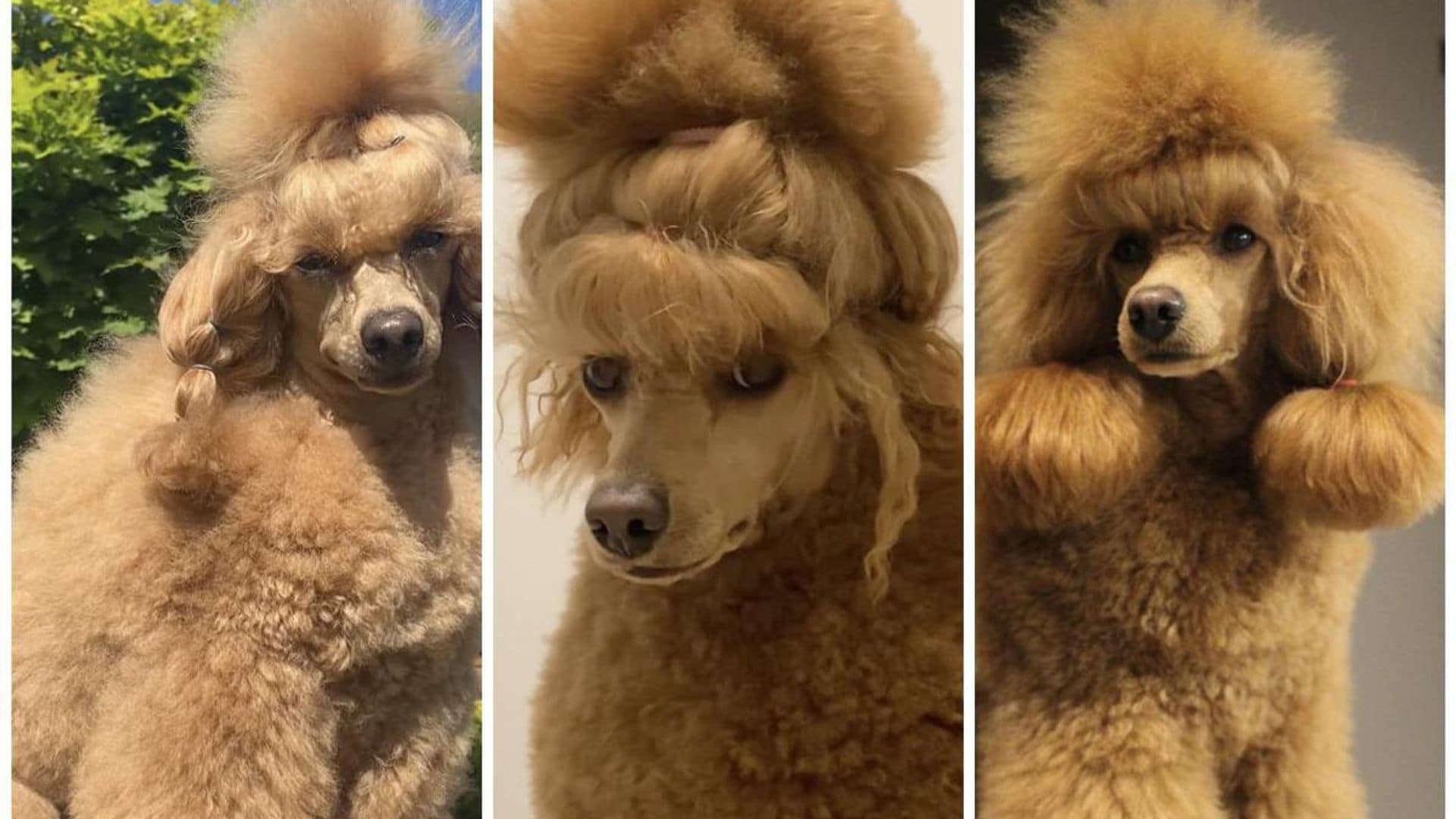 Pet of the week: This miniature poodle is setting new trends with her chic hairstyles