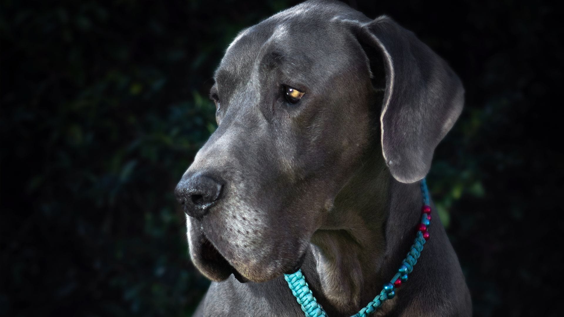 A new pill could help dogs live longer