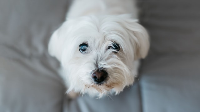Maltese dog gets his sight back
