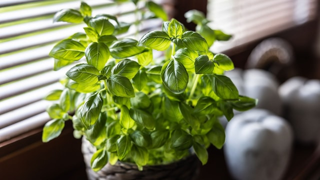 7 house plants to keep flies away this summer