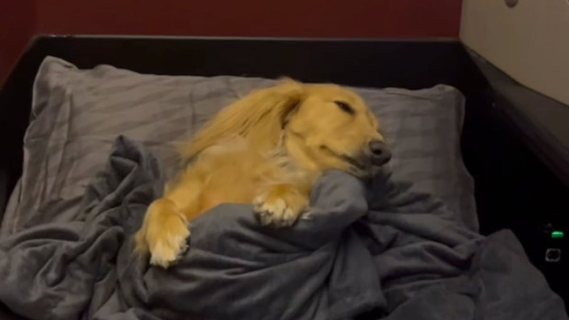 Pet of the week: Meet Fifi, the viral dog traveling in business class