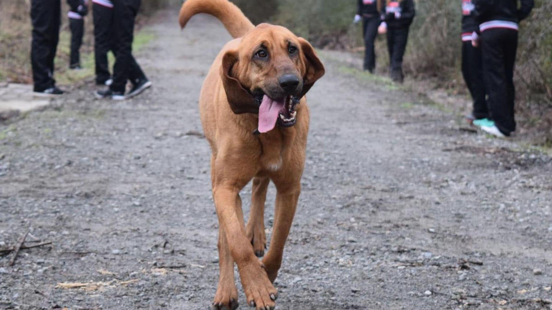 Pet of the week: Meet Ludivine, the dog who accidentally ran a marathon and won 7th place