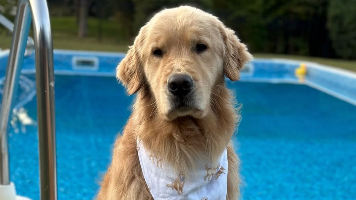 Henry, the golden retriever who brings an emotional support duck to his hydrotherapy sessions