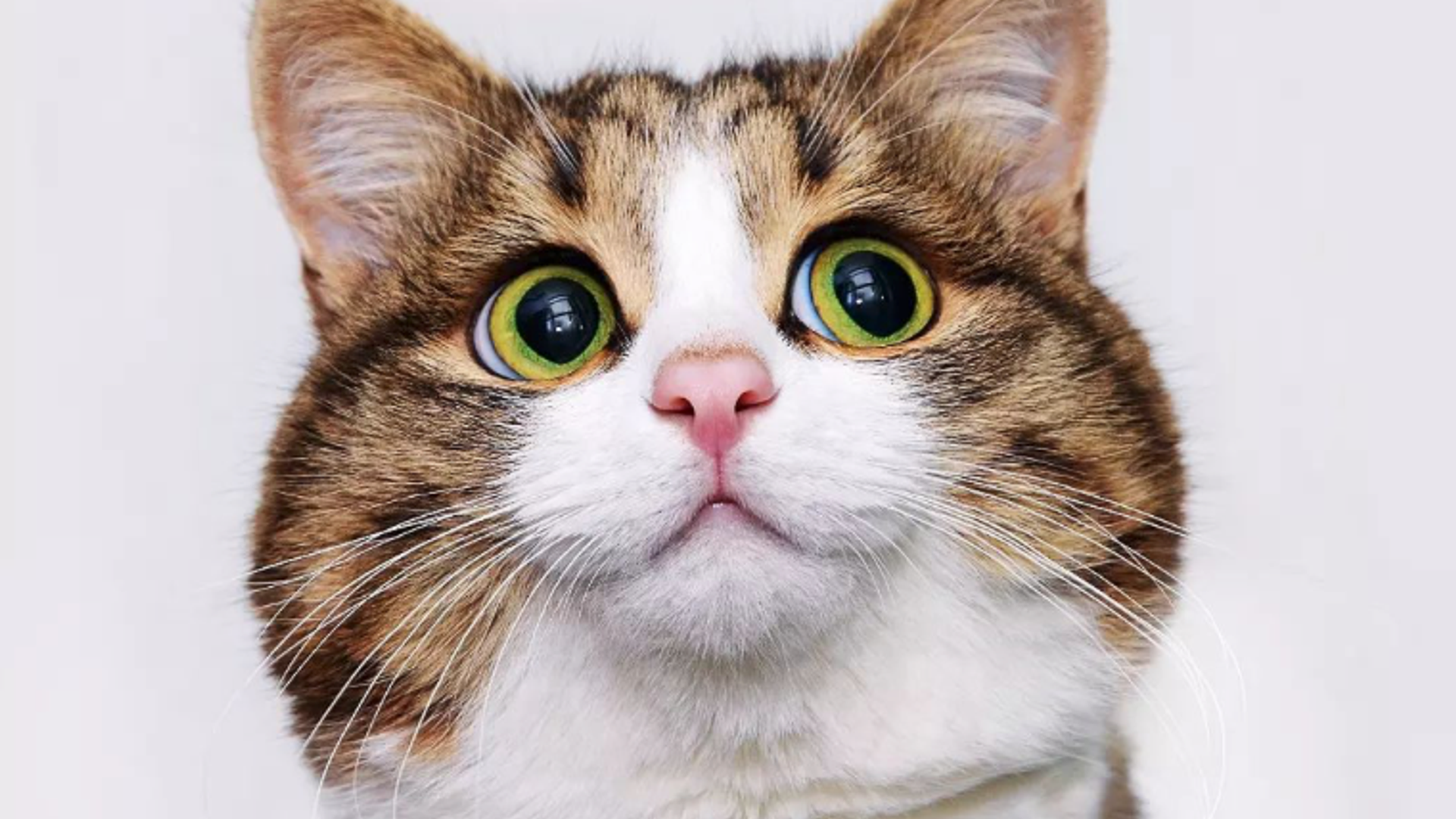 Pet of the week: Meet Rexie, the most expressive cat in the world