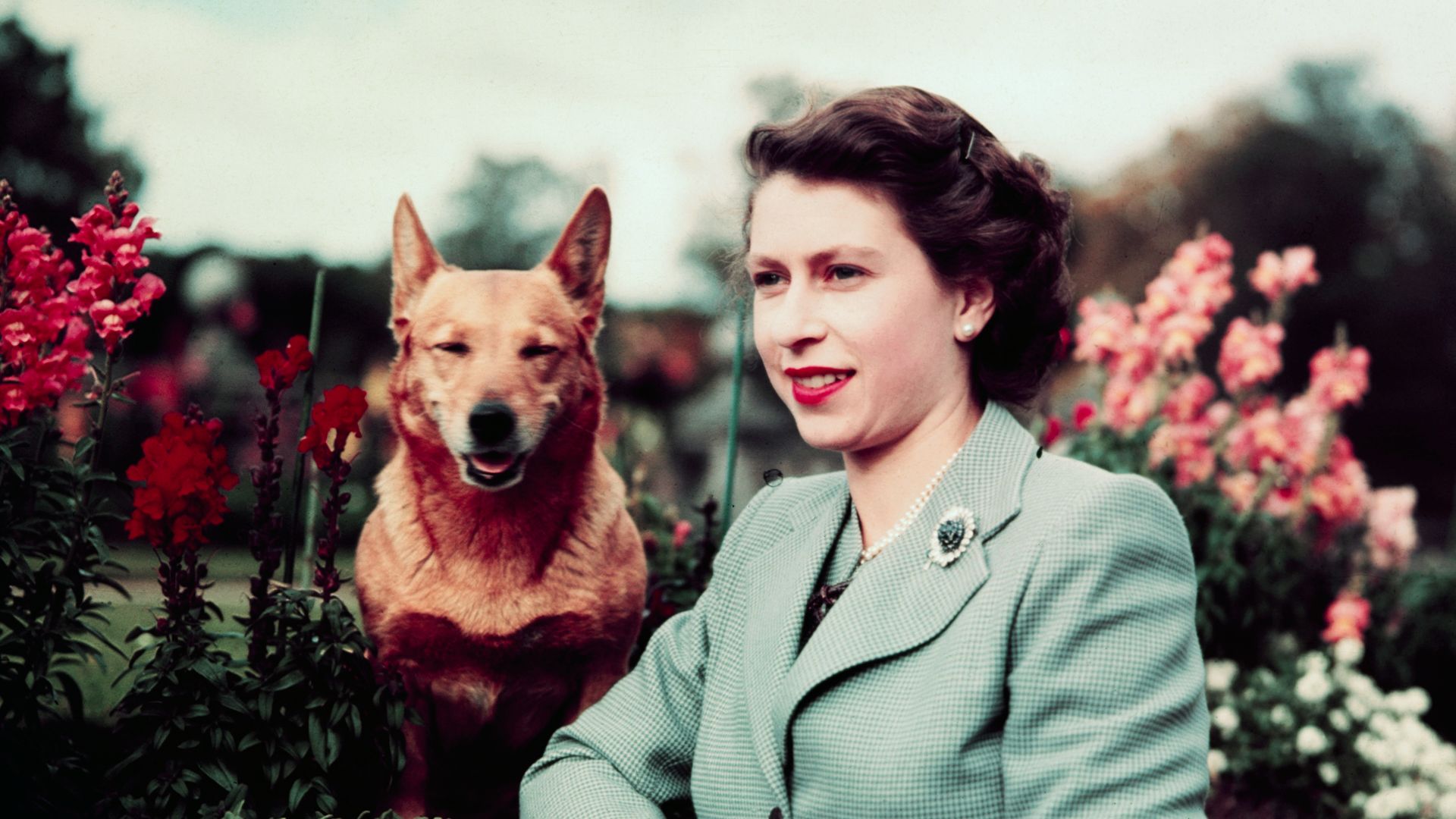 Queen Elizabeth II of England at Balmoral Castle with one of her Corgis, 28th September 1952. UPI color slide.