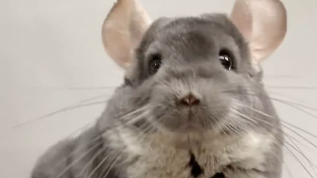 @Chinpals on Instagram