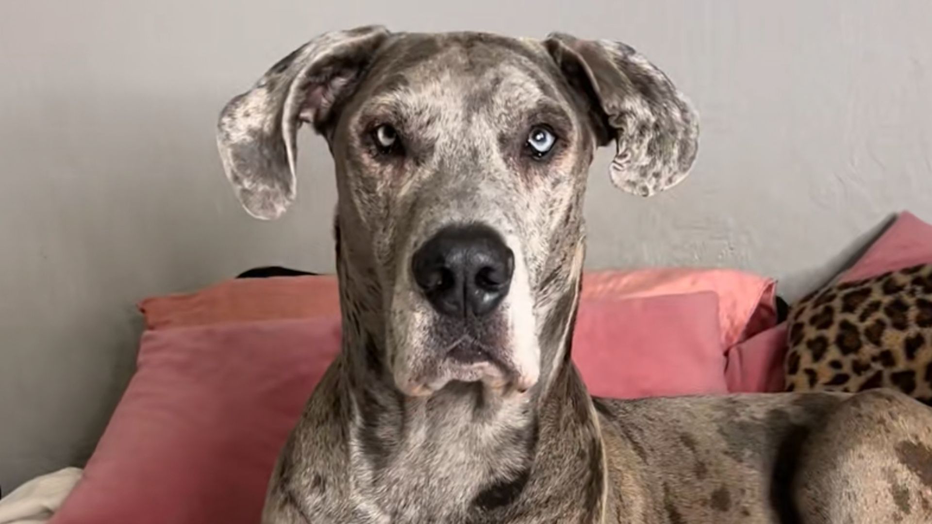 Pet of the Week: Hero great dane service dog saves owner during medical emergency