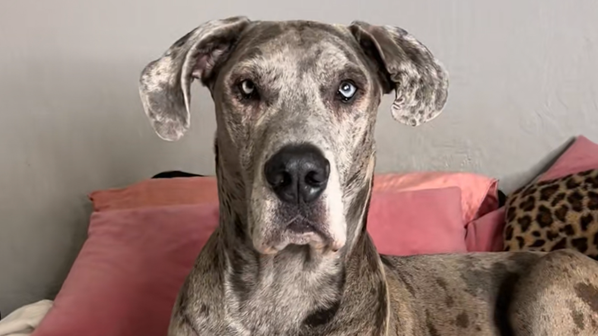 Pet of the Week: Hero great dane service dog saves owner during medical emergency