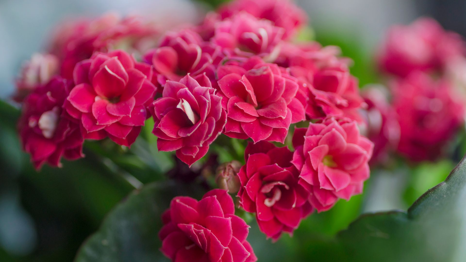 https://www.hola.com/us/horizon/landscape/8d76501be46e-kalanchoe-blossfeldiana-in-bloom.jpg?im=Resize=(1200)