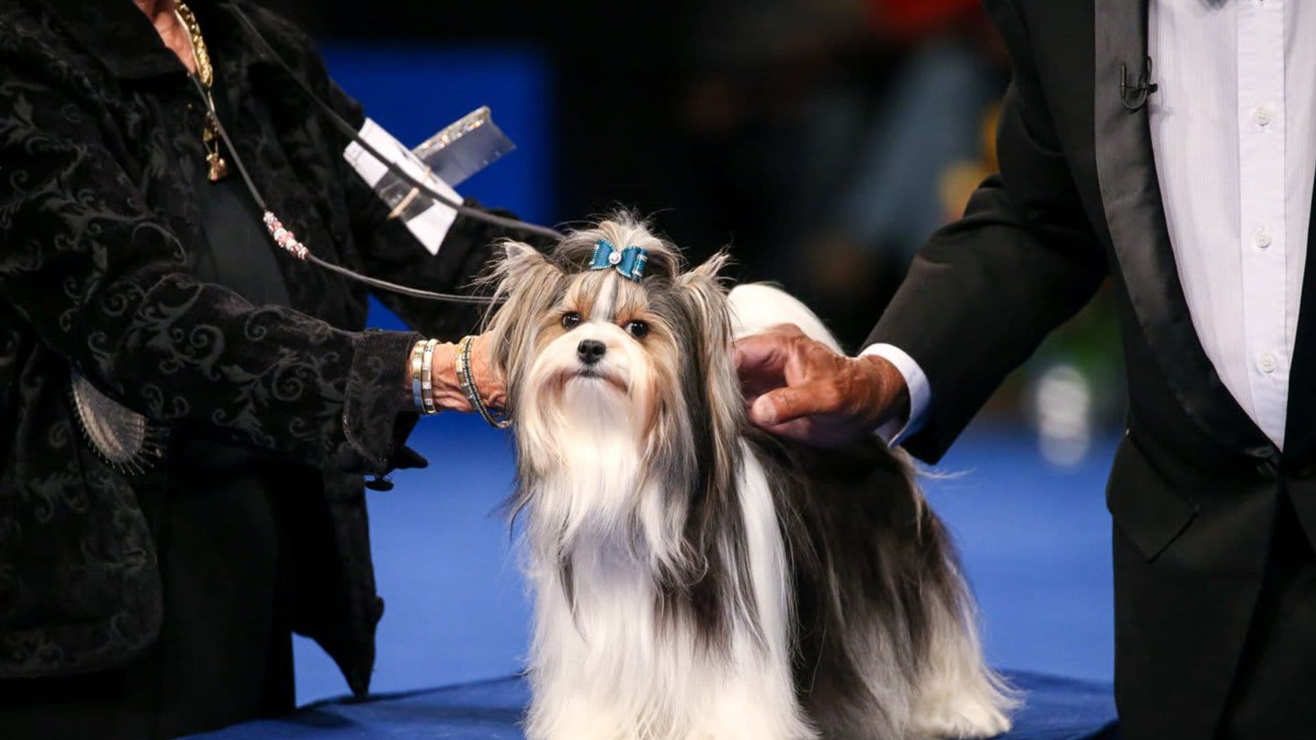 National Dog Show 2021: Best in Show winner and all the adorable breeds competing [PHOTOS]
