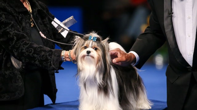 The National Dog Show Presented by Purina - Season 2021