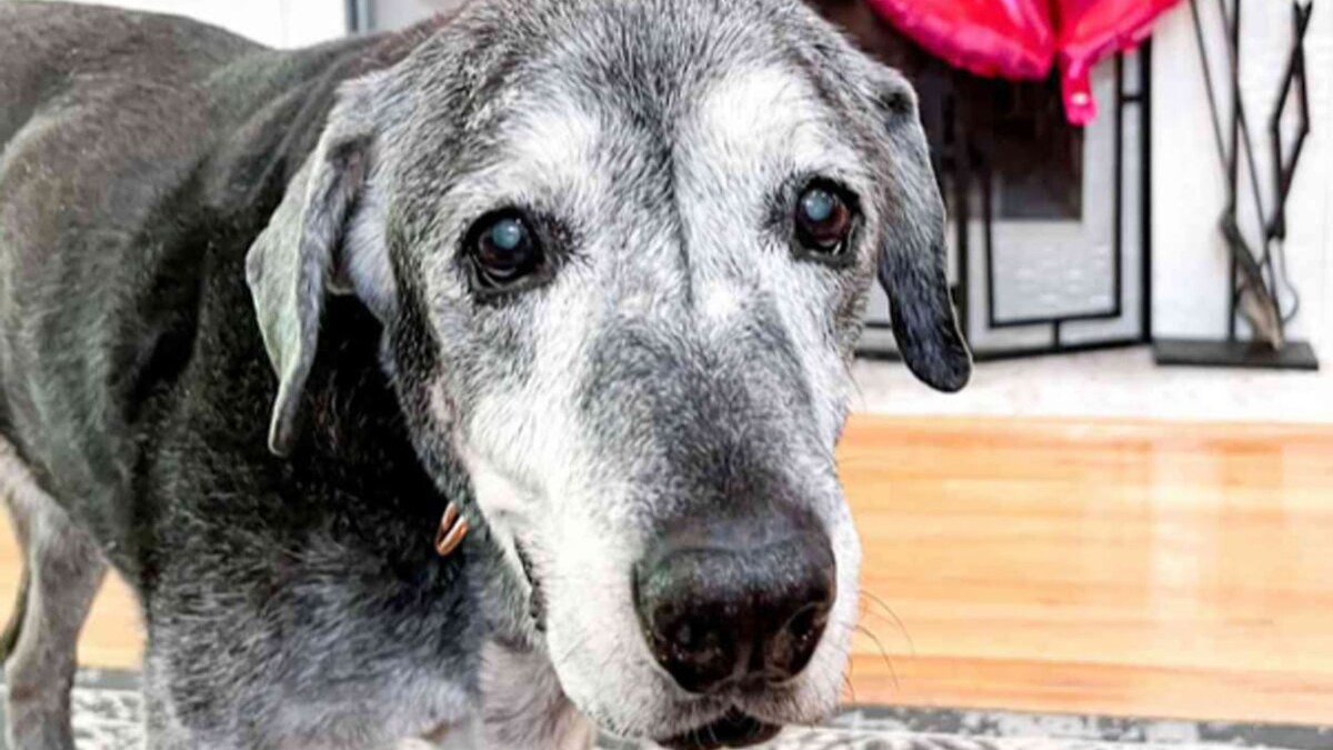 Pet of the week Meet Annie, the senior dog who completed her bucket