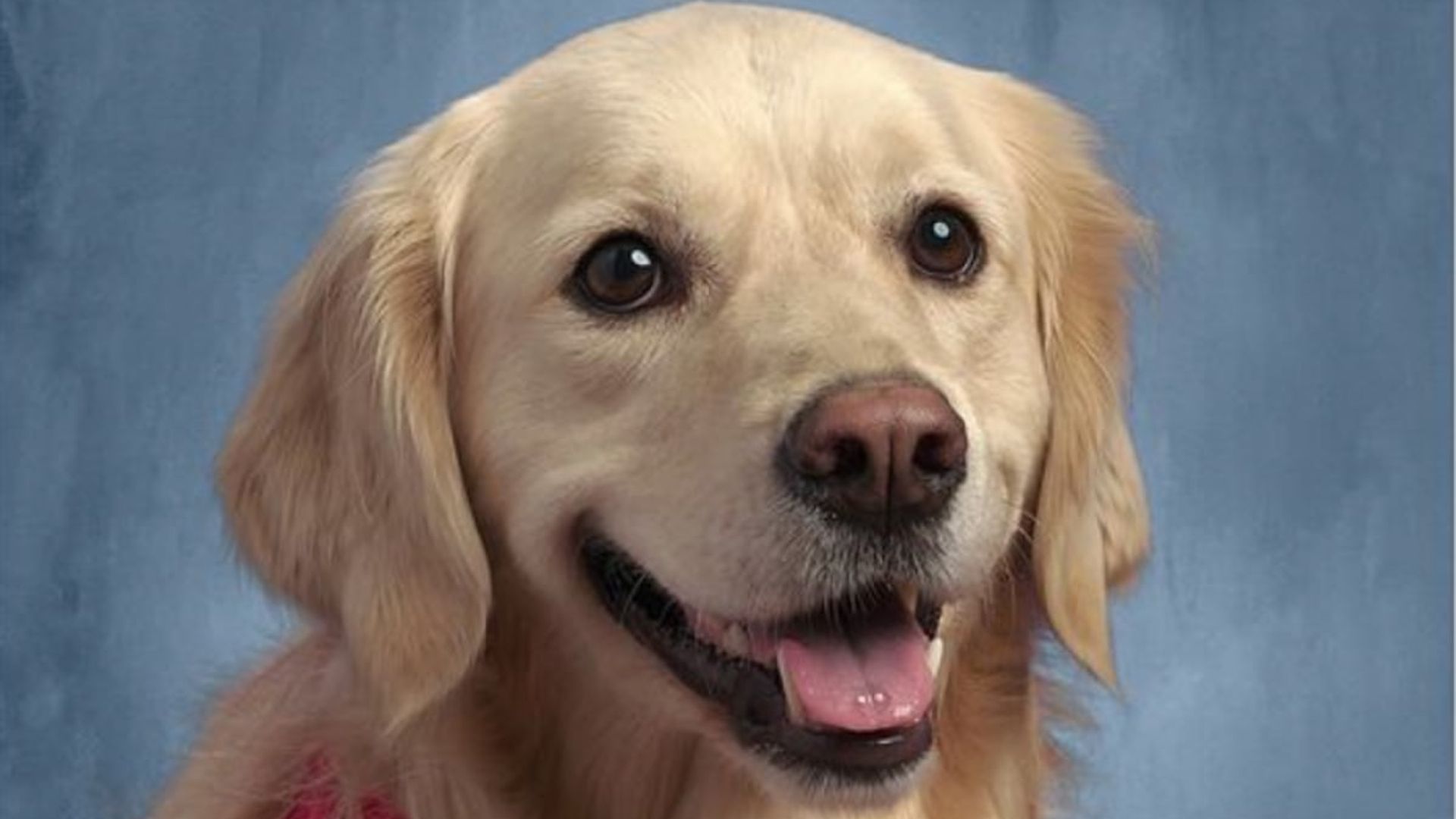 Pet of the week: Meet Meg, the middle school dog with her own yearbook photo