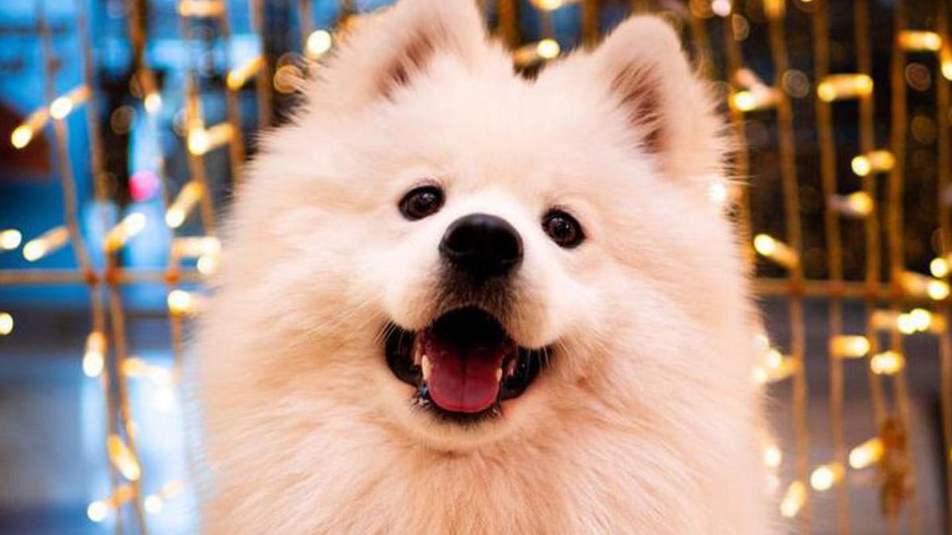 Pet of the week: Meet Yuki, the fluffy samoyed who loves to give hugs