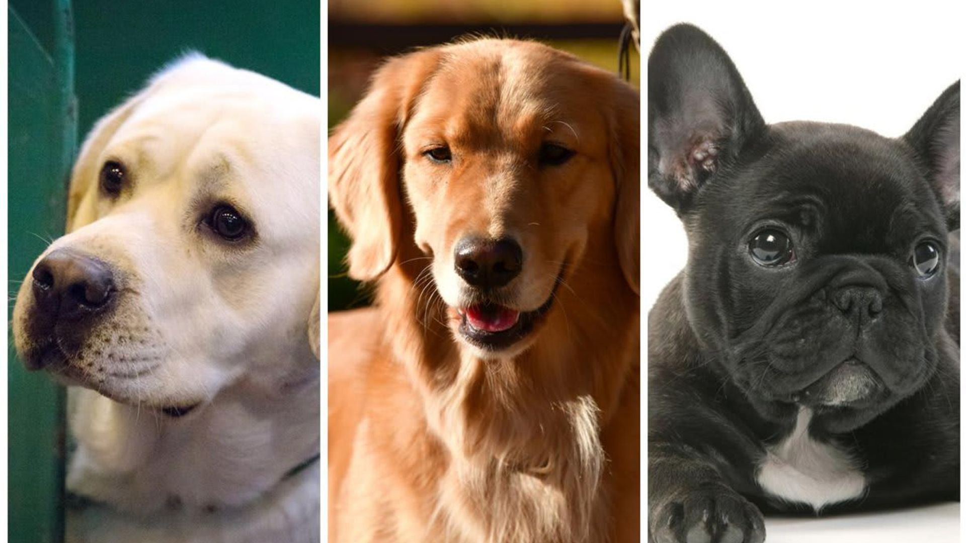 The 10 most popular dog breeds of 2020