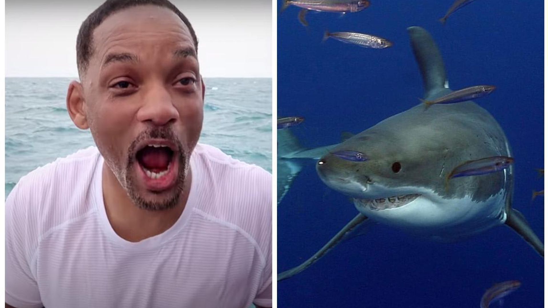 Shark Week 2020 schedule: How to watch online tonight!