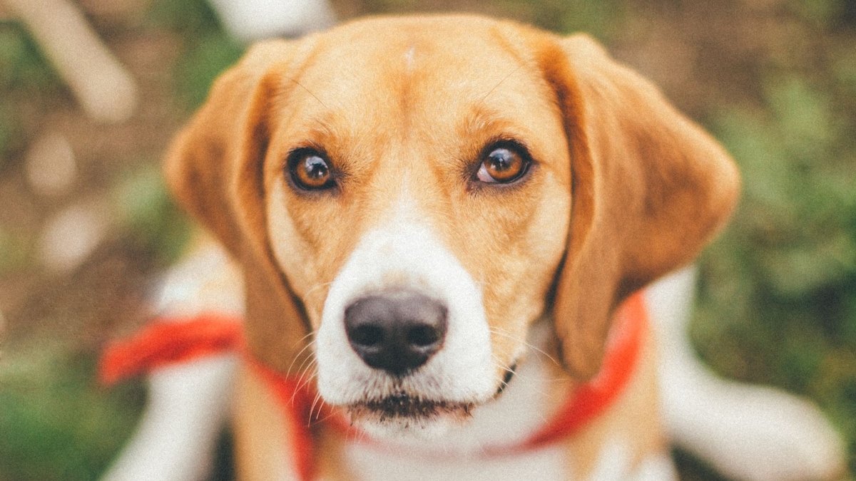 Pet of the week: Stray dog adopted by church becomes beloved altar server