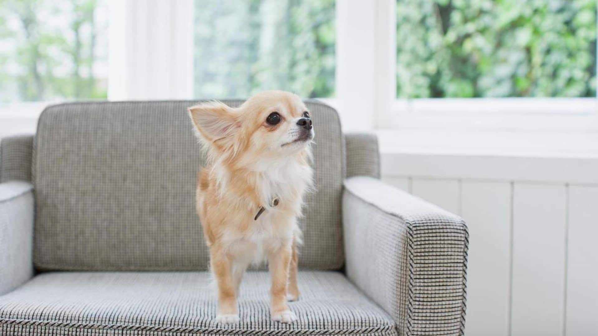 Size doesn’t matter: 10 dog breeds that don’t grow too big