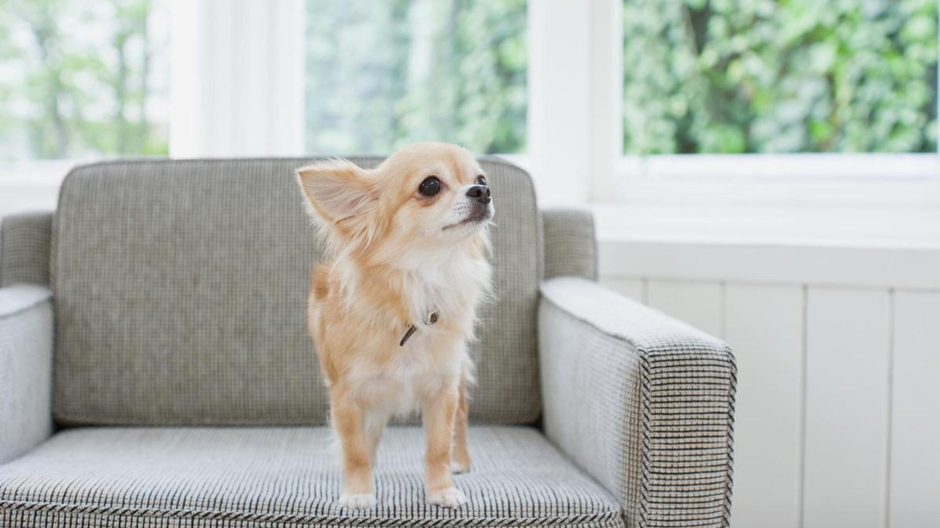 10 dog breeds that don’t grow too big
