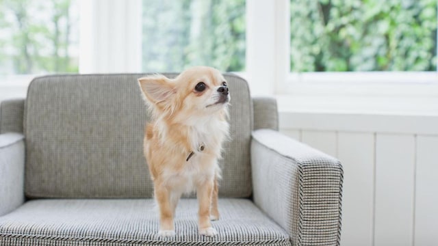 Chihuahua