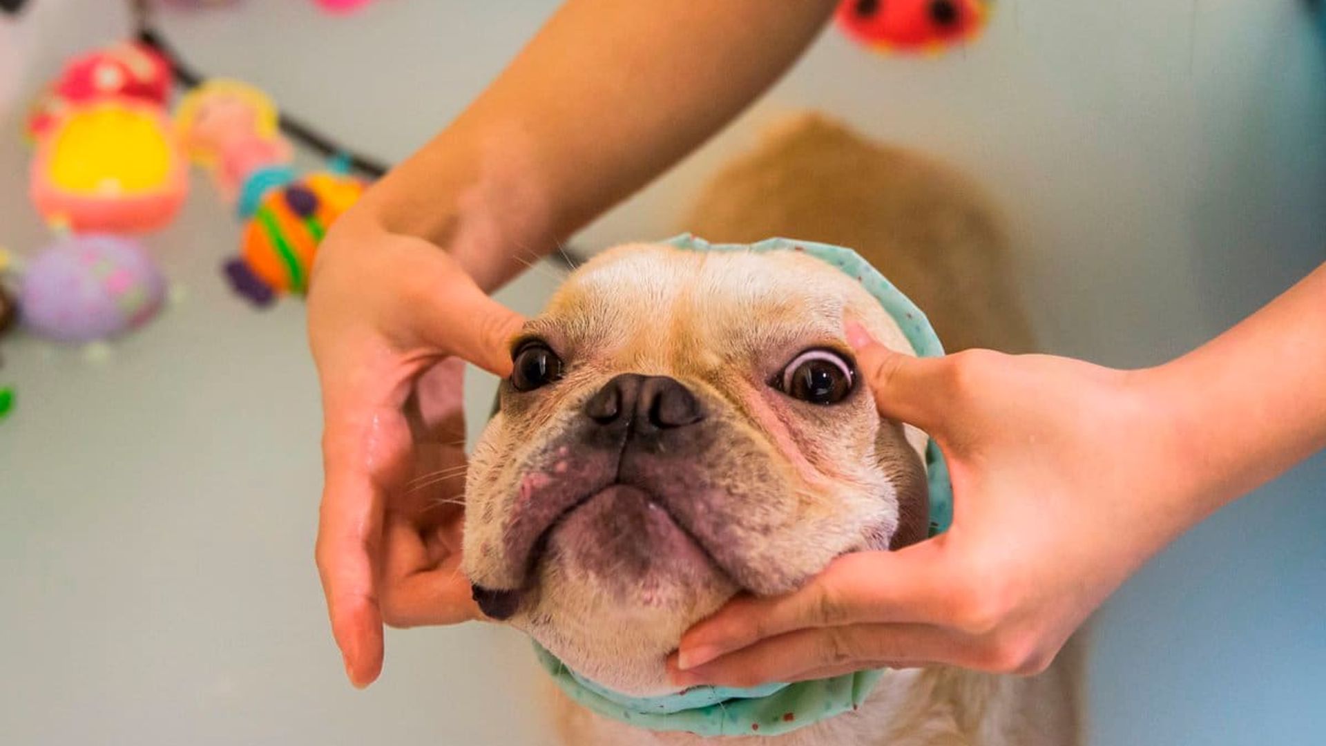 13 ways to show your pet you love them