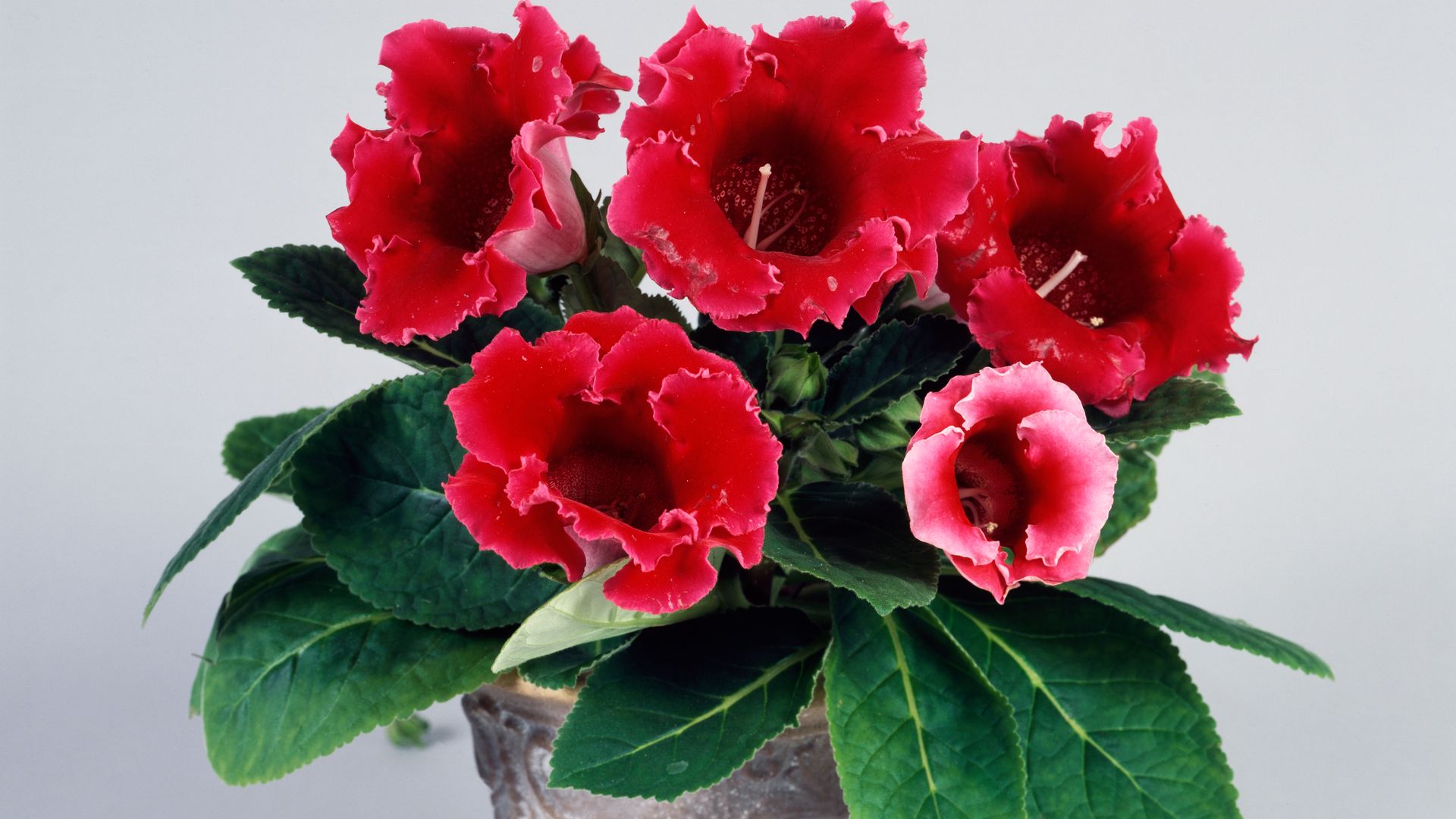 https://www.hola.com/us/horizon/landscape/9d7d69407dbc-unspecified-florists-gloxinia-gesneriaceae.jpg?im=Resize=(1200)