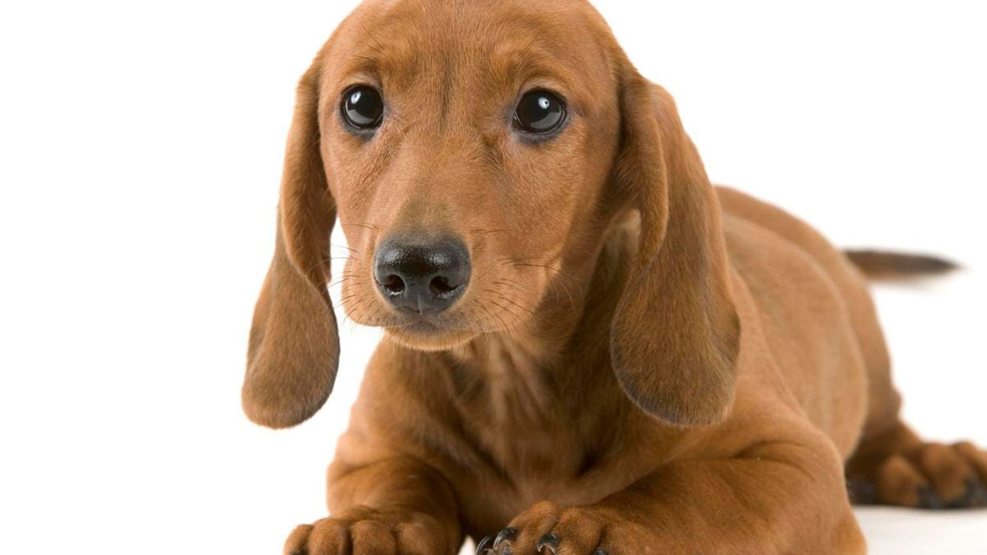 Is your dog manipulating you? Scientist explain ‘puppy dog eyes’