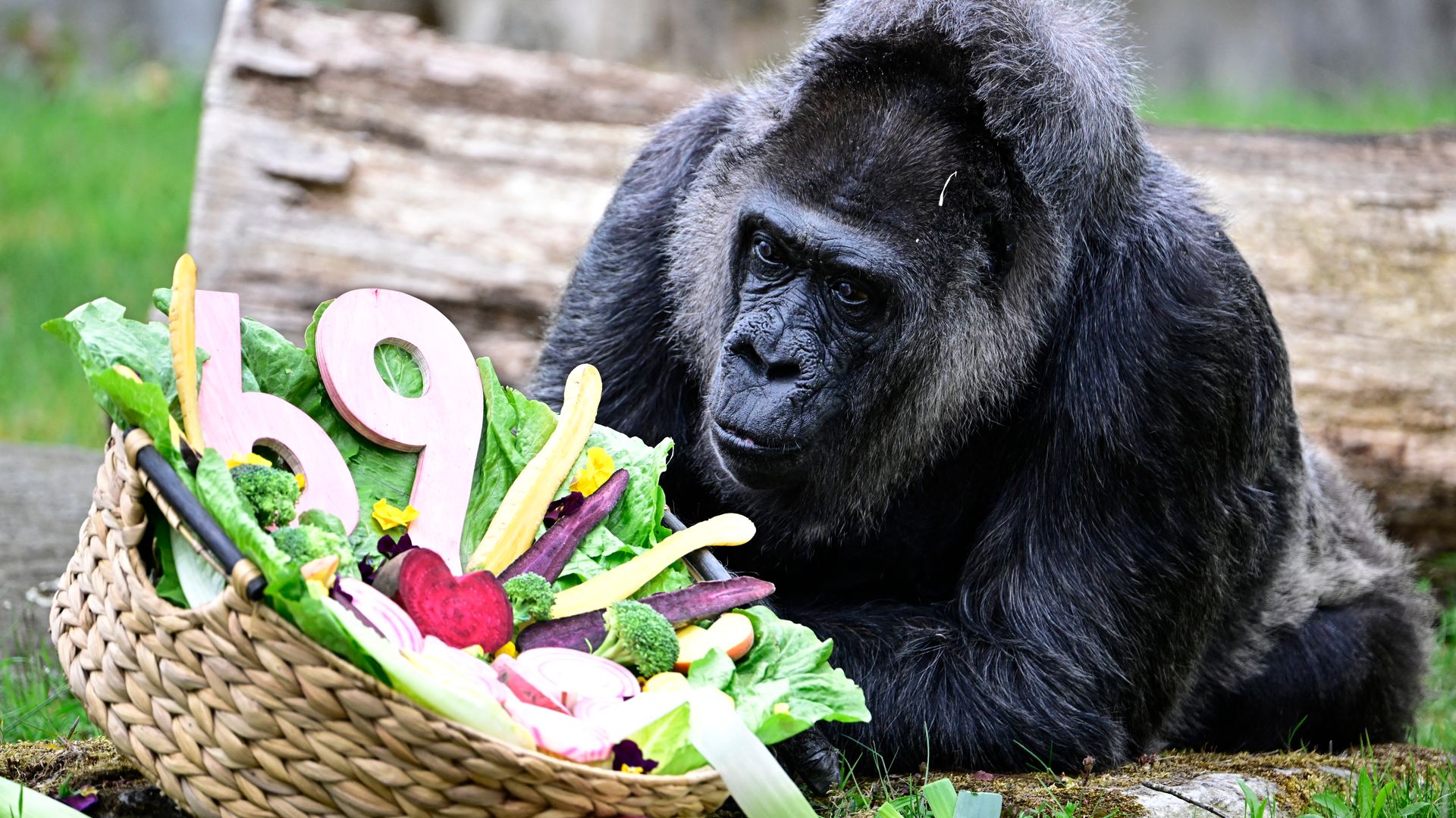 Fatou the gorilla breaks a Guinness World Record and celebrates her 69th birthday with a feast