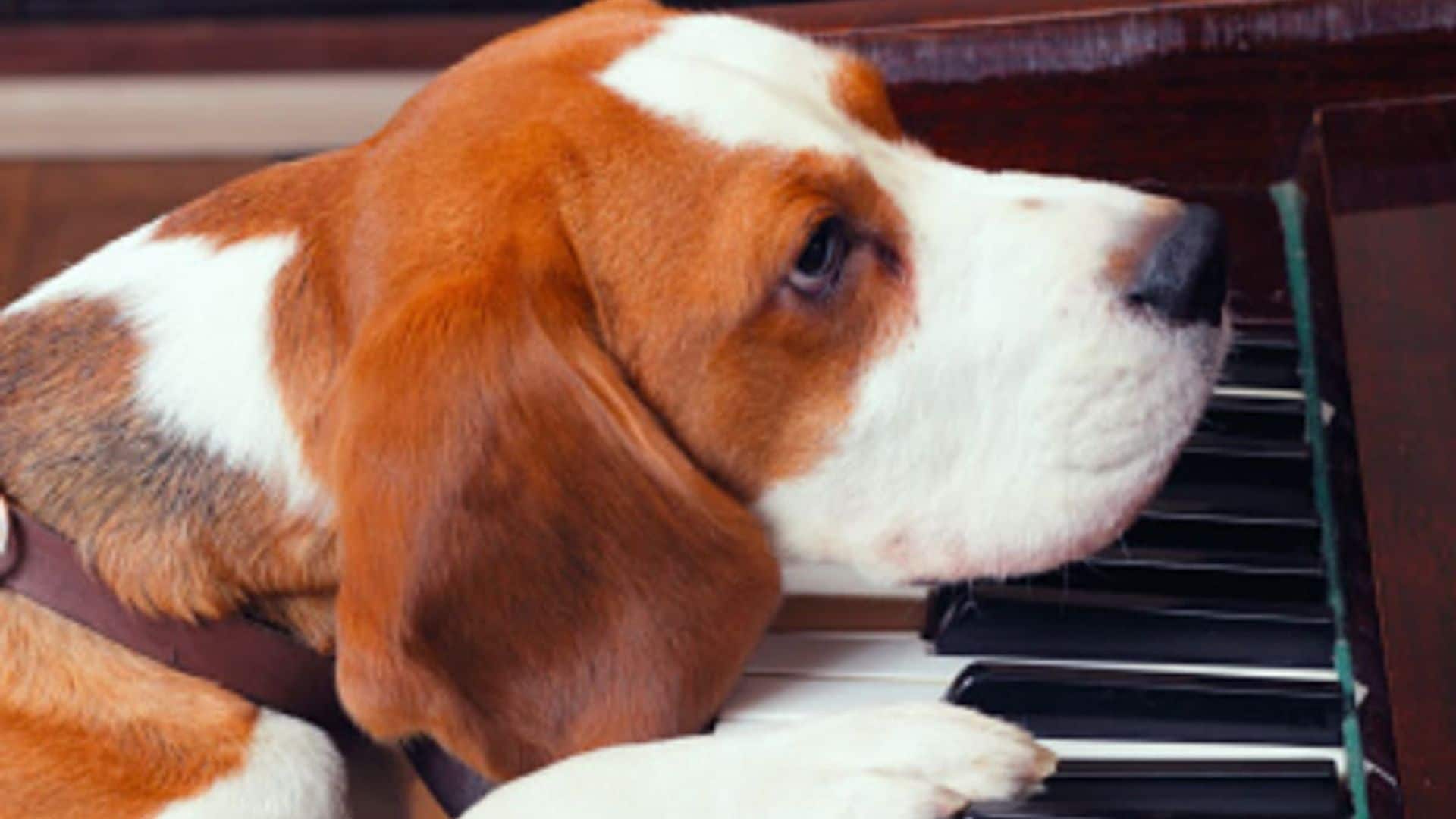 Pet of the week: Meet Goose, the talented dog that sings along to the piano