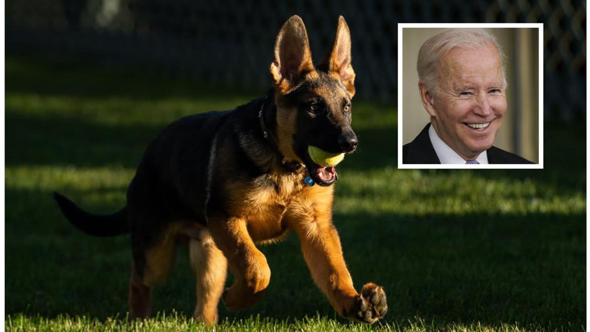 Joe Biden welcomes Commander the German Shepherd puppy to the White House