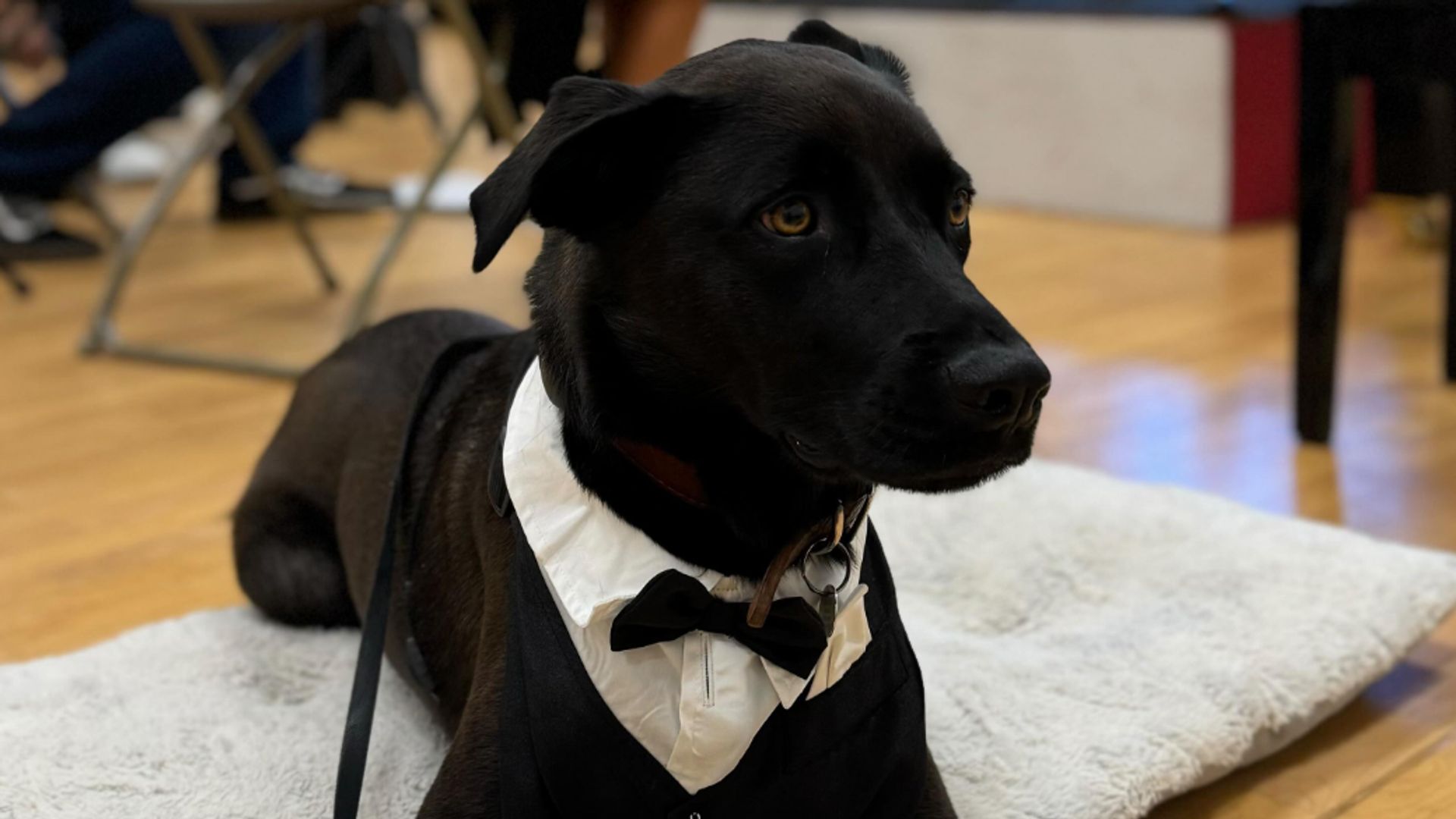 Pet of the week: This dog was invited to an orchestra performance after ...