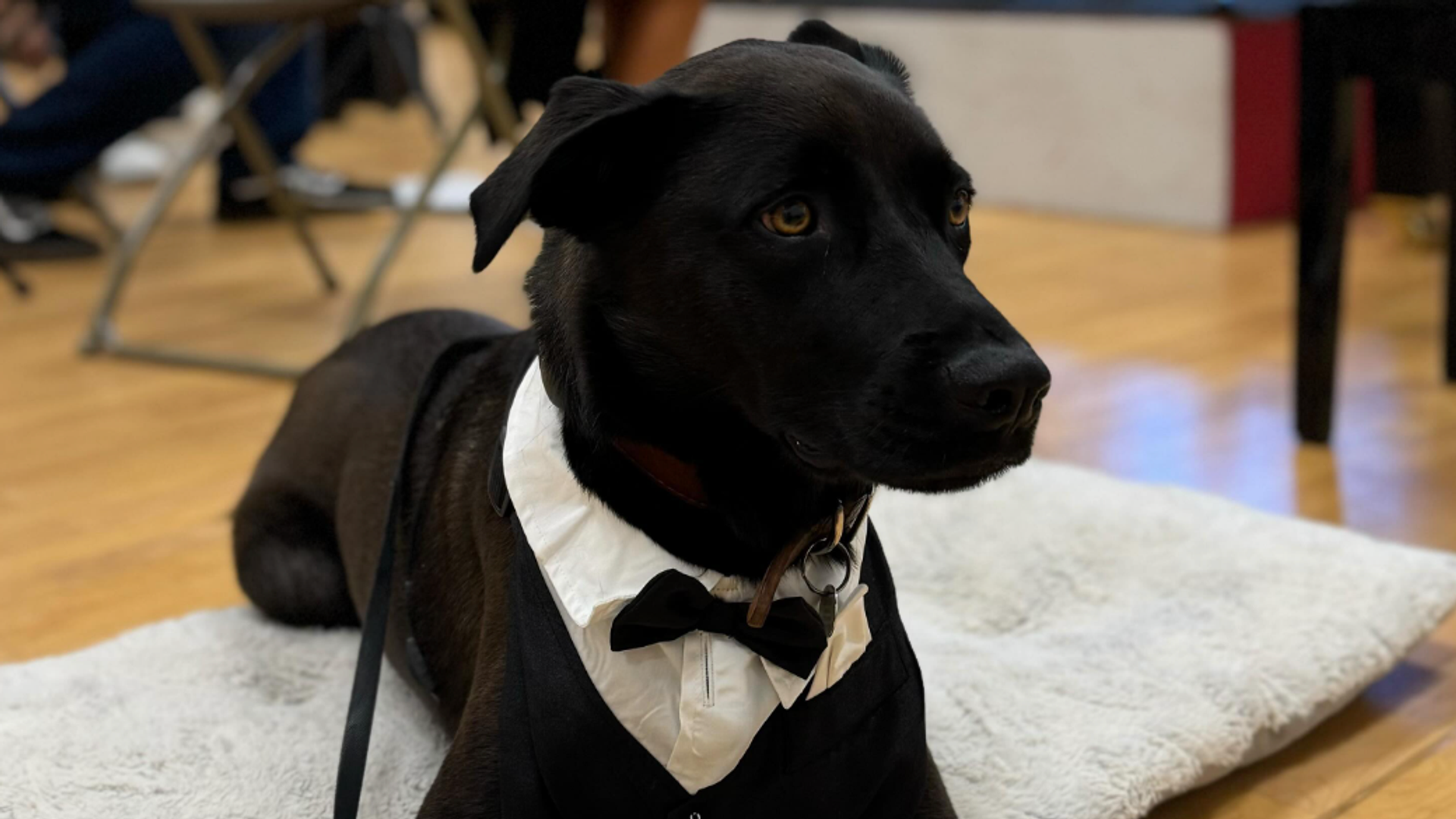 Pet of the week: This dog was invited to an orchestra performance after ...