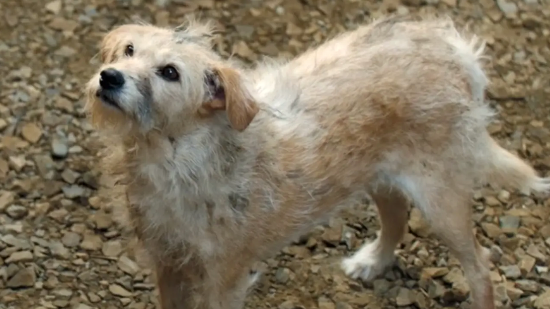Pet of the week: Meet Bobby, the stray dog who became the star of HBO's ...