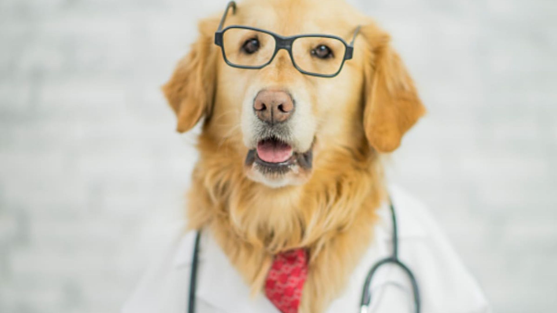 Affection from a dog can reduce pain and bring benefits to our health
