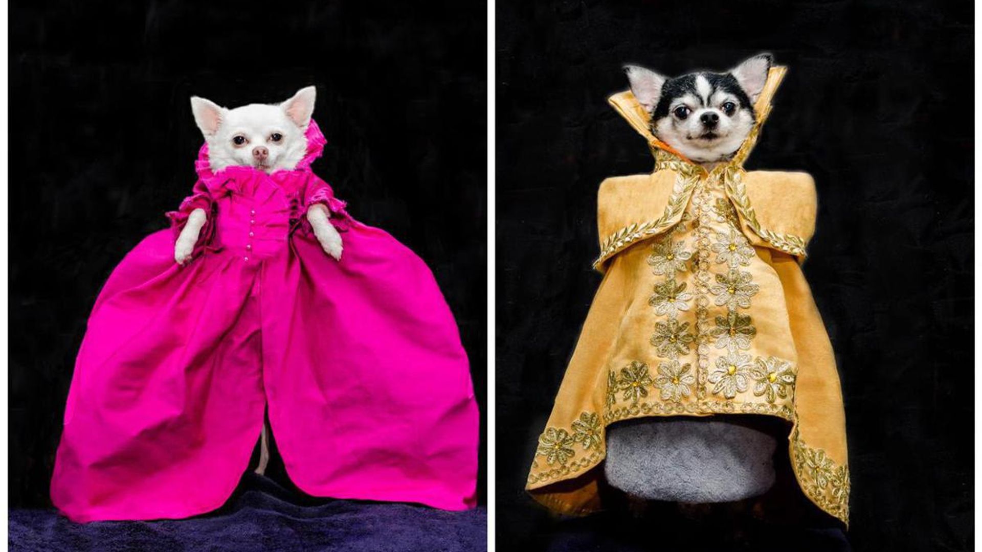 See the twin Chihuahuas that wore Met Gala inspired fashion