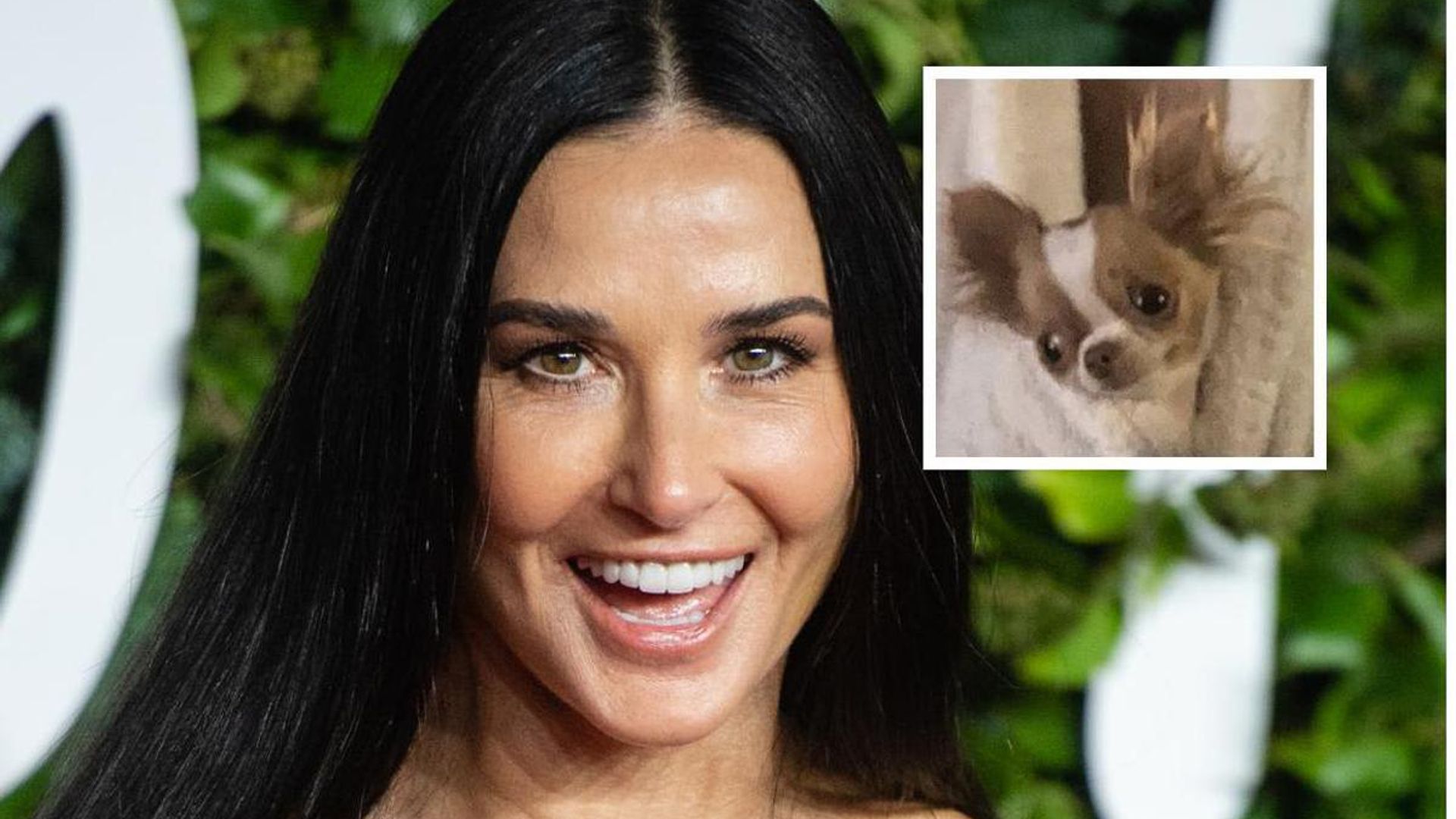 Is Demi Moore breaking the rules with her adorable dog in Paris?