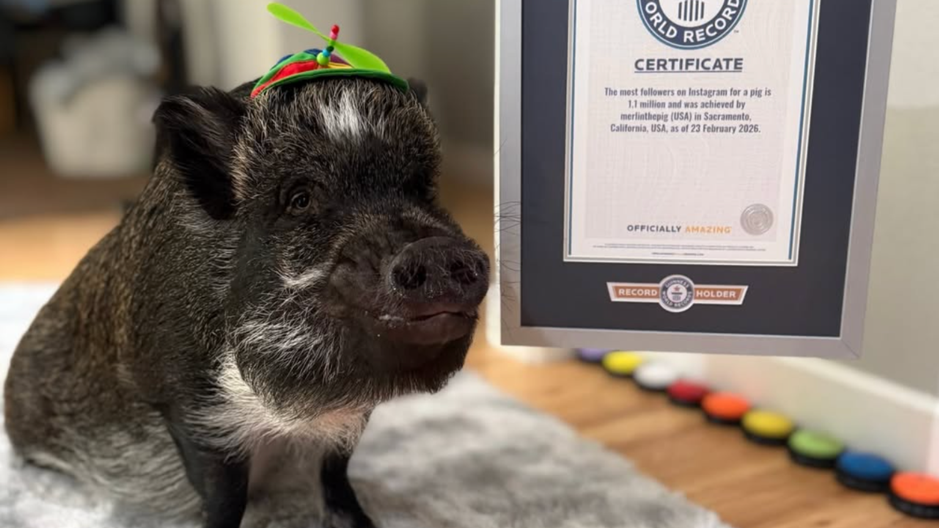 Merlin the Pig