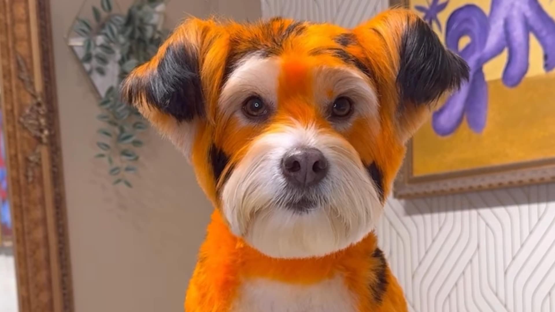 Pet of the week: These pups get magical makeovers just in time for Halloween