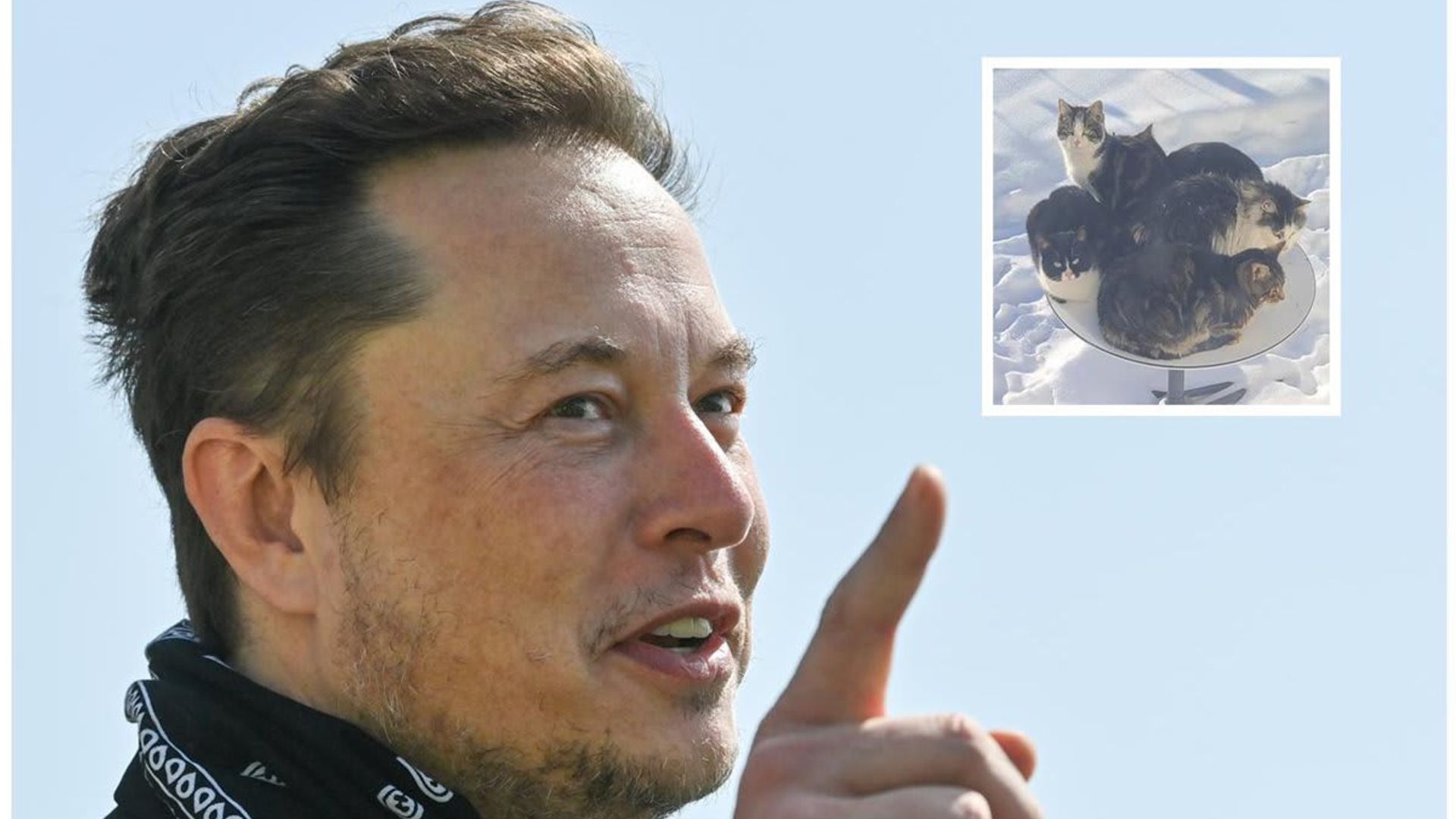 Elon Musk’s biggest supporters of his Starlink satellites might be cold cats