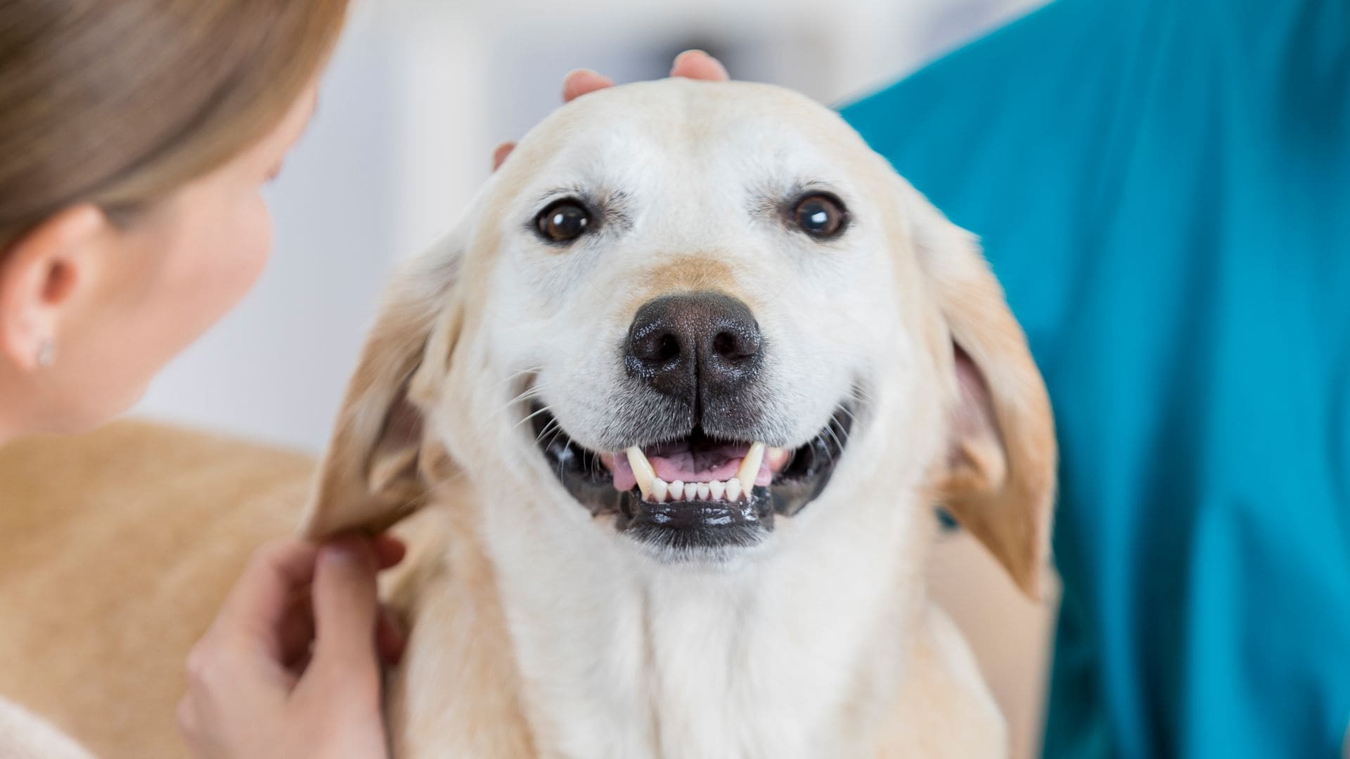 Pet of the Week: From Lady to Señorita, this rescue pup wasn’t stubborn, she was just Latina
