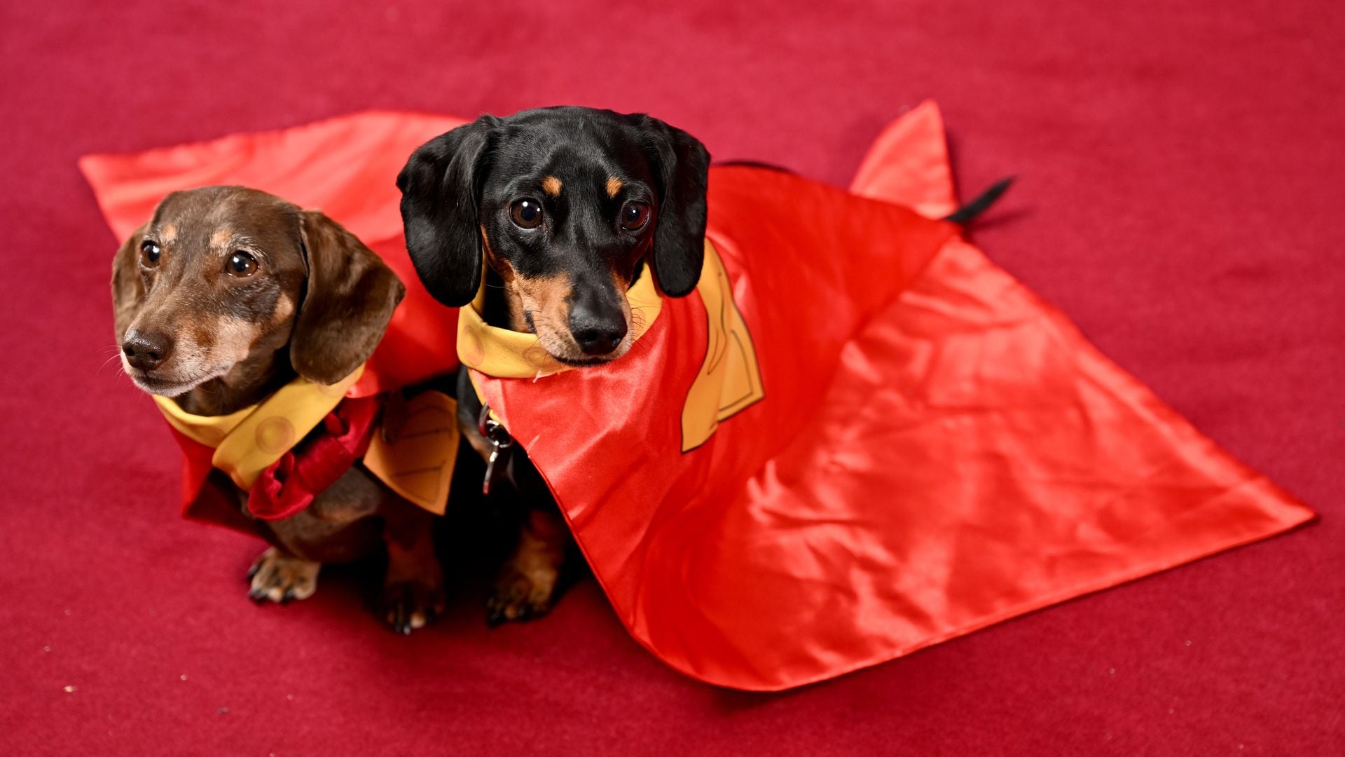 Dog adoption booms after 'Superman' release — Here's why!