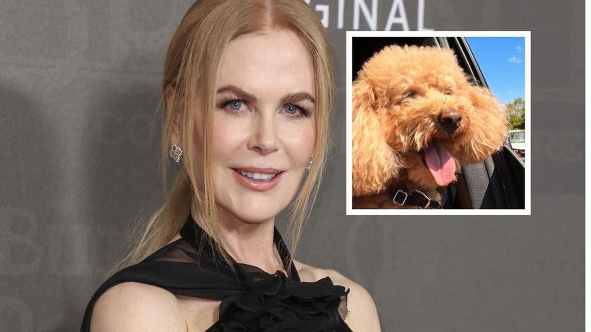 Pet of the week Meet Julian, Nicole Kidman’s adorable poodle
