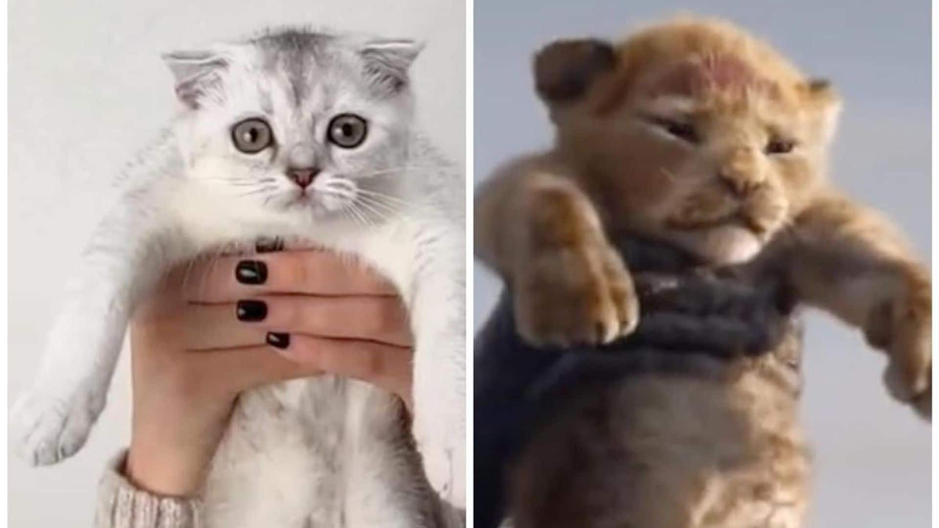 Pet of the week: Watch this adorable cat recreate iconic scene from The Lion King