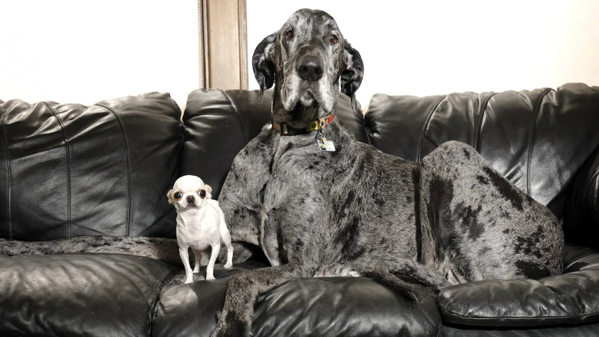 Reggie and Pearl, the tallest and the shortest living dogs