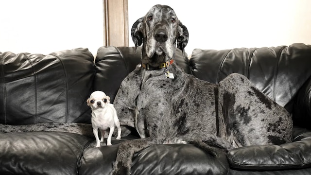 Reggie and Pearl, the tallest and the shortest living dogs