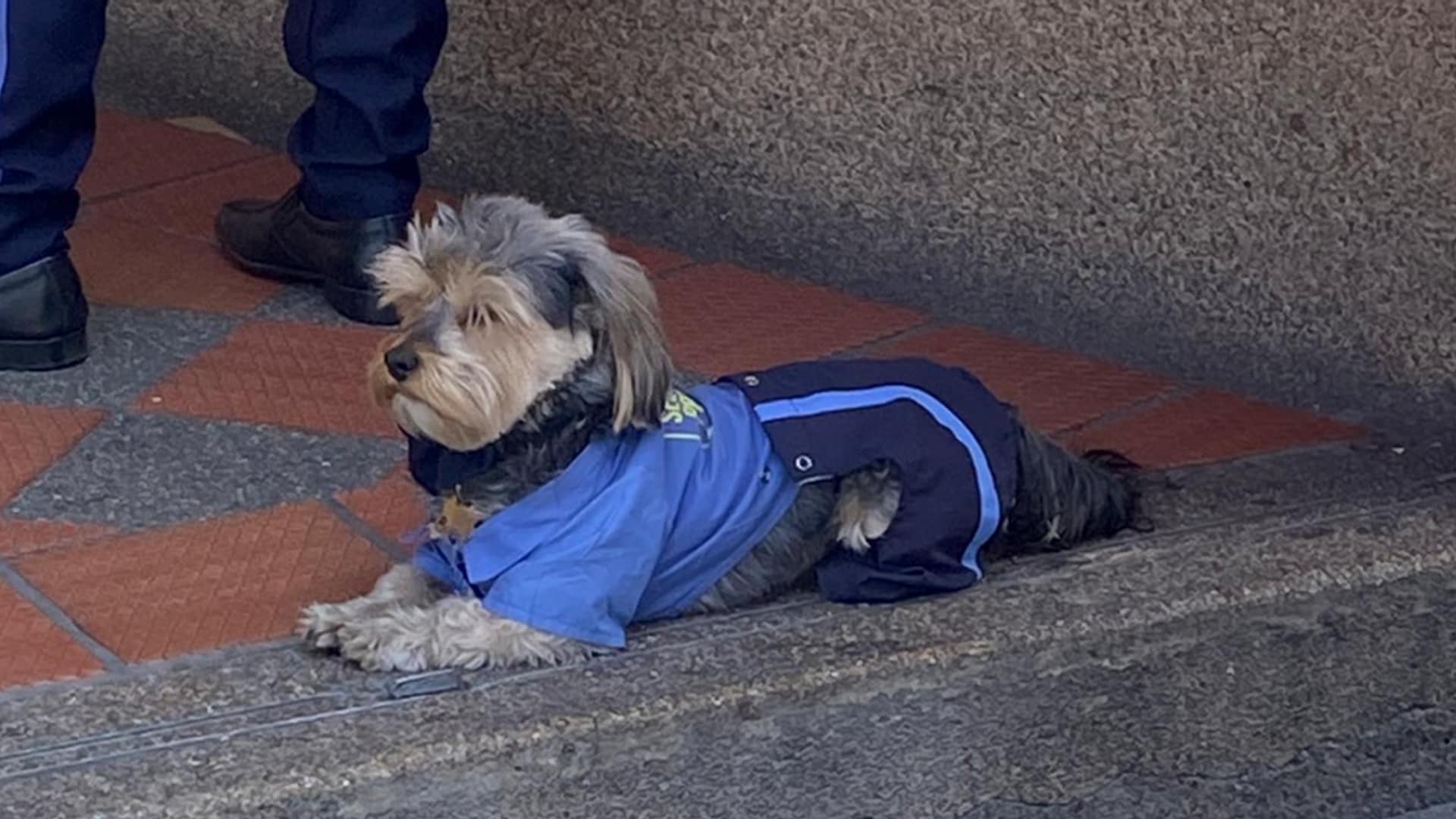 Pet of the week: The stray dog who found a job as a security guard, and takes his job very seriously 