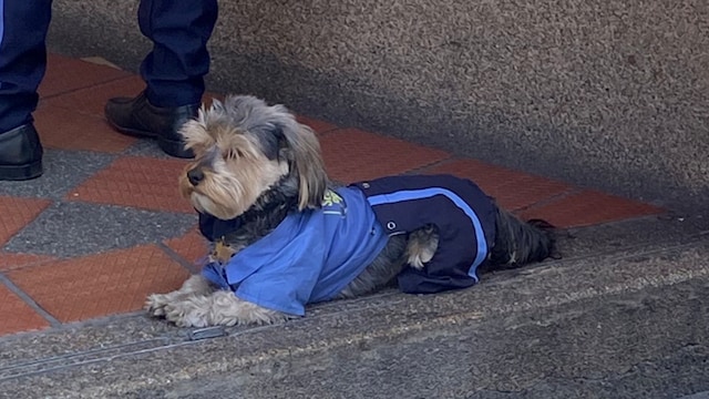 Pet of the week: The stray dog who found a job as a security guard, and takes his job very seriously 